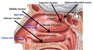 Anatomy of the nasal cavity and conchae