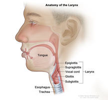 Larynx anatomy including epiglottis and vocal cords