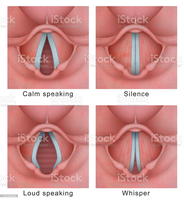 Vocal folds in different states