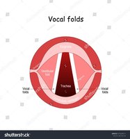 Cross-section of vocal folds