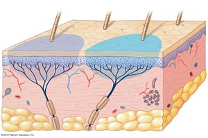 Anatomy & Physiology Study Guide: Sensory Pathways | Notes