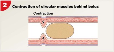 Peristalsis step 2