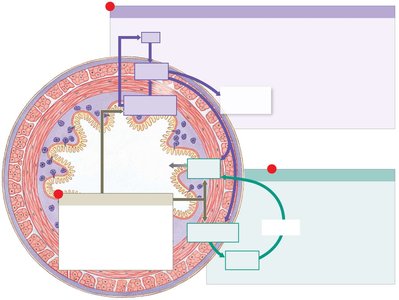 Regulation of digestive activities