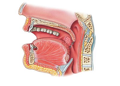 Sagittal section of the oral cavity
