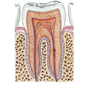 Section through a typical adult tooth