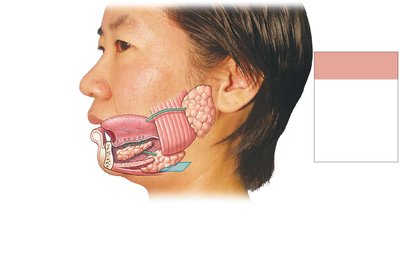 Major salivary glands and ducts