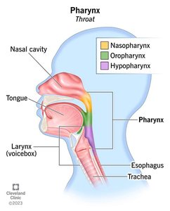 Pharynx anatomy