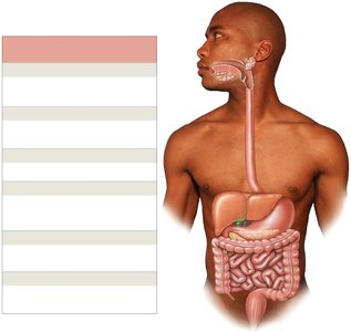 Major organs of the digestive tract