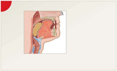 Buccal phase of swallowing