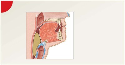 Pharyngeal phase of swallowing
