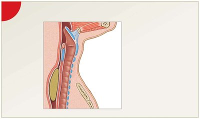 Esophageal phase of swallowing