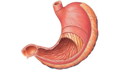 Gross anatomy of the stomach