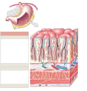 Histology of the stomach wall