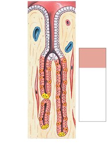 Gastric glands and cell types
