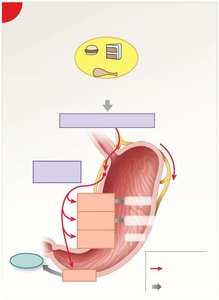Cephalic phase of gastric regulation