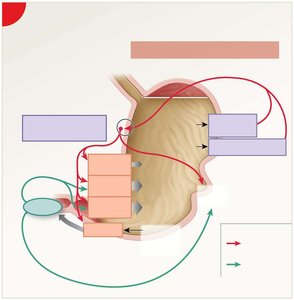 Gastric phase of gastric regulation