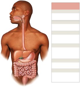 Accessory organs of the digestive system