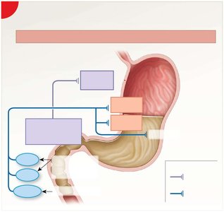 Intestinal phase of gastric regulation