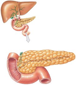 Gross anatomy of the pancreas