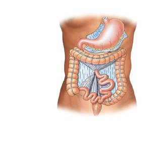 Diagrammatic view of mesenteries