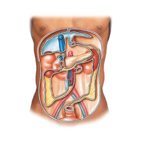 Anterior view of the peritoneal cavity and mesenteries