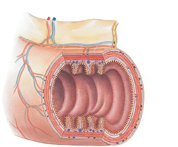 Histological organization of the digestive tract