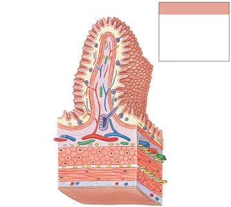 Detailed histology of the digestive tract wall