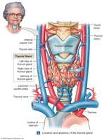 Location and anatomy of the thyroid gland