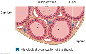 Histological organization of the thyroid