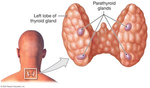 The parathyroid glands