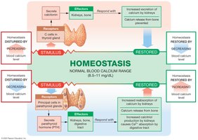 Homeostatic regulation of blood calcium ion concentration