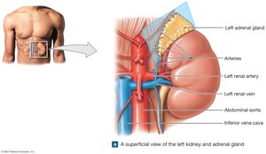 Superficial view of the left kidney and adrenal gland