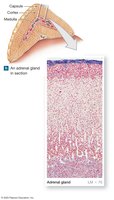 Histology of the adrenal gland