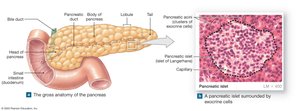 Gross anatomy of the pancreas and islets of Langerhans