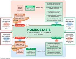 Homeostatic regulation of blood glucose concentration