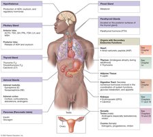 Organs and tissues of the endocrine system