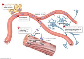Role of target cell receptors in hormone action