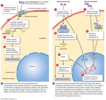 Processes of hormone action