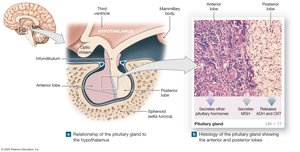 Location and anatomy of the pituitary gland