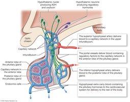 Hypophyseal portal system and blood supply to the pituitary gland