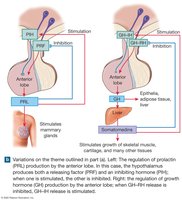 Negative feedback control of endocrine secretion