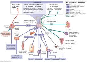 Pituitary hormones and their targets