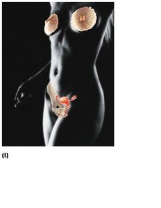 Female reproductive system