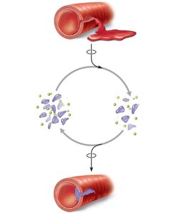 Platelet plug is fully formed