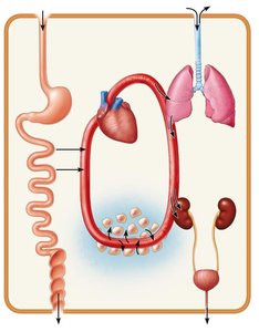 Interrelationships among body organ systems