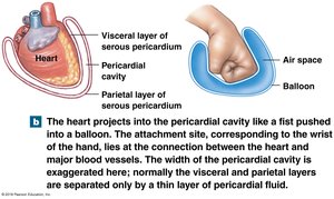 Pericardial Cavity Relationship