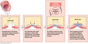 Positive Feedback: Blood Clotting