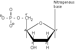 Nucleotide structure diagram