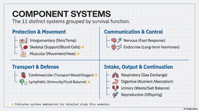 Overview of the 11 organ systems