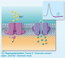 Hyperpolarization phase of action potential